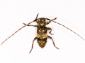 Leiopus nebulosus